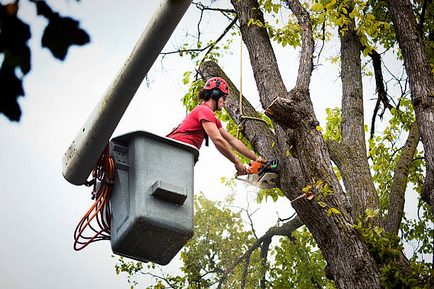 How Our Tree Care Process Works  in  Sage, CA